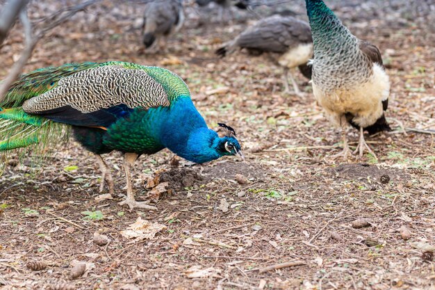 Il primo piano maschio del pavone cammina nel parco