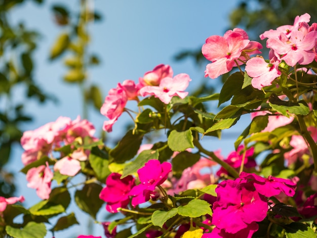 Il primo piano rosa e viola impaziente fiorisce