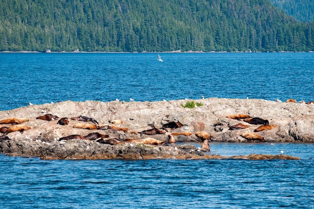 Il principe william suona il leone marino dell'alaska