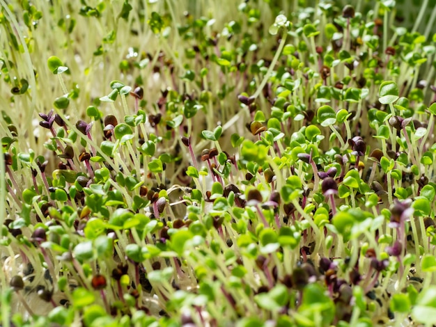 Il processo di coltivazione dei microgreens Risultati intermedi Giovani germogli di verde Giardino domestico