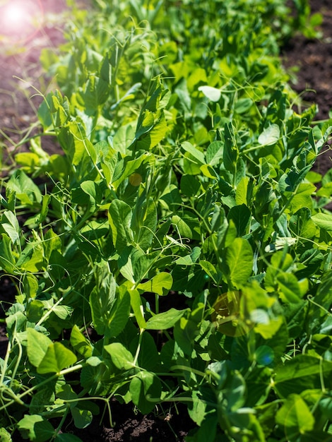 Il processo di coltivazione dei piselli Piselli giovani in campo aperto Coltivazione biologica in giardino