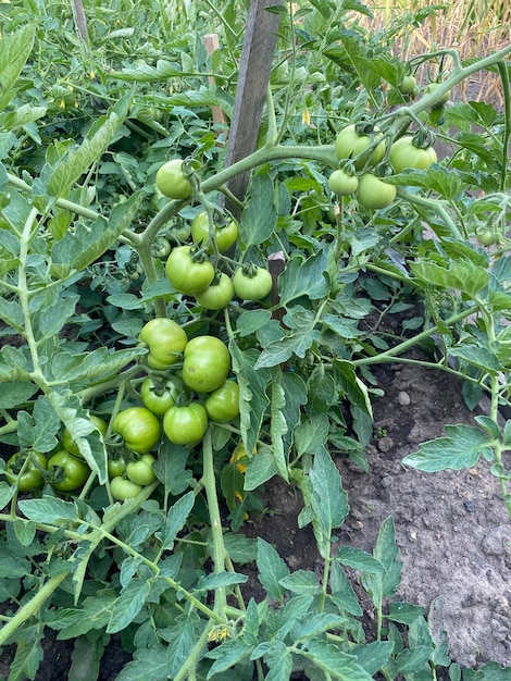 il processo di coltivazione dei pomodori in pieno campo