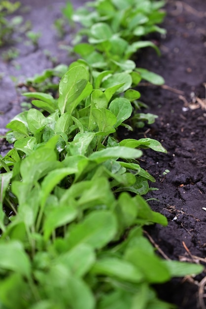 Il processo di coltivazione della rucola rucola Giovane rucola rucola in pieno campo Coltivazione biologica in giardino