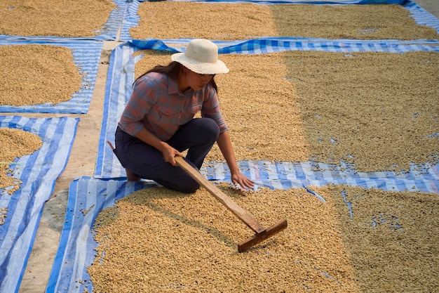 Il processo di essiccazione e riscaldamento dei chicchi di caffè Arabica con il metodo naturale dell'energia solare, concetto industriale.