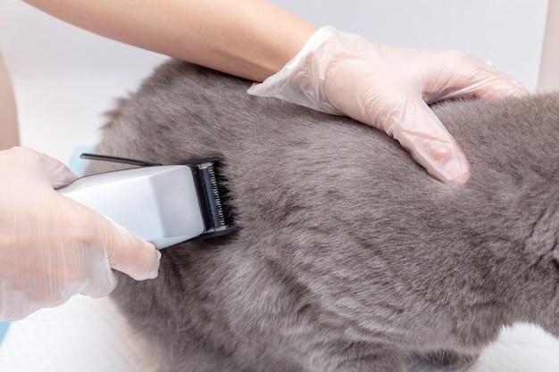 Il processo di toelettatura di un animale domestico con un tagliatore di capelli si chiuda