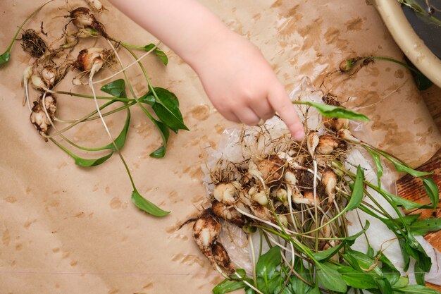 Il processo di trapianto di una pianta d'appartamento Drimiopsis in un nuovo terreno, primo piano di una pianta bulbosa. una donna anziana e un bambino piantano un fiore