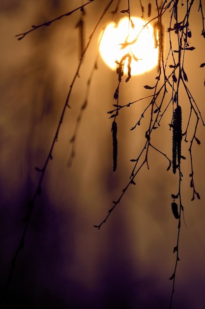 Il profilo dei rami di un albero al tramonto