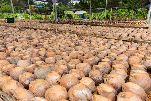 Il profumo di cocco è la testa di taglio per le razze