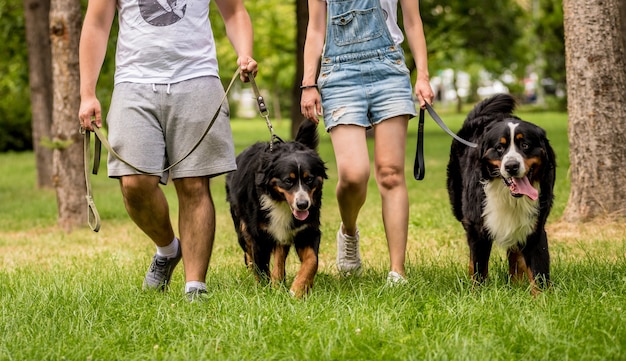 Il proprietario addestra i cani Berner Sennenhund al parco