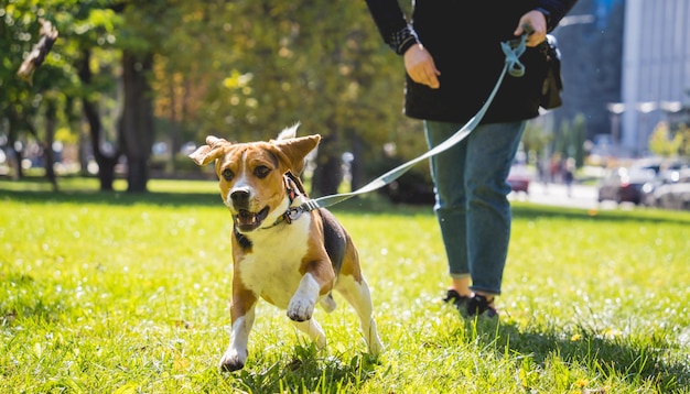 Il proprietario addestra il cane beagle nel parco