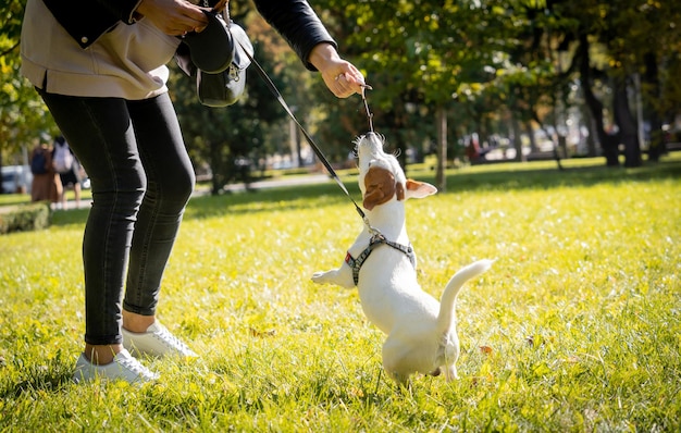 Il proprietario addestra il cane jack russell terrier nel parco