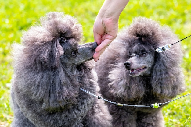 Il proprietario dà ai cani il cibo dalla mano. I cani barboncini Shaggy consumano cibo dalla mano di una donna