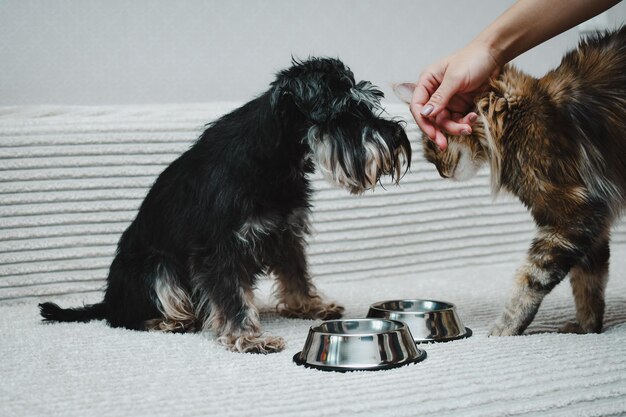 il proprietario dà da mangiare al cane e al gatto