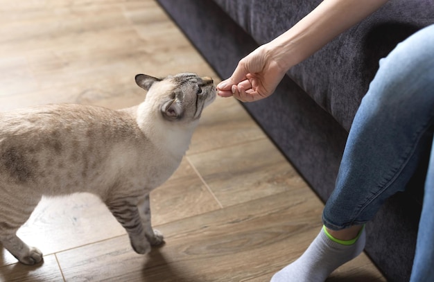 Il proprietario dà un bocconcino al suo gatto