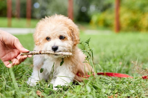 Il proprietario del cane dà un bastone tra i denti di un cucciolo di Maltipoo