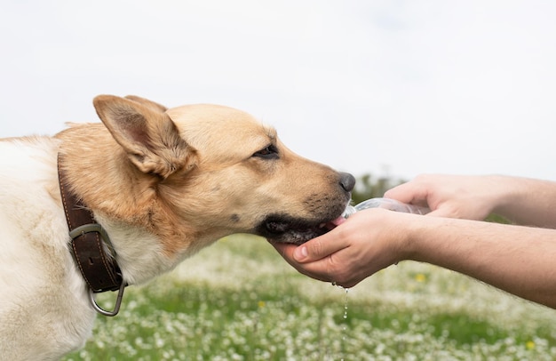 Il proprietario del cane premuroso aiuta il suo cane a bere acqua nelle calde giornate estive all'aperto