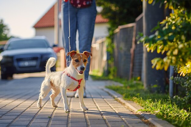 Il proprietario dell'animale domestico cammina con il cane all'aperto jack russell terrier in una strada della città nel giorno d'estate