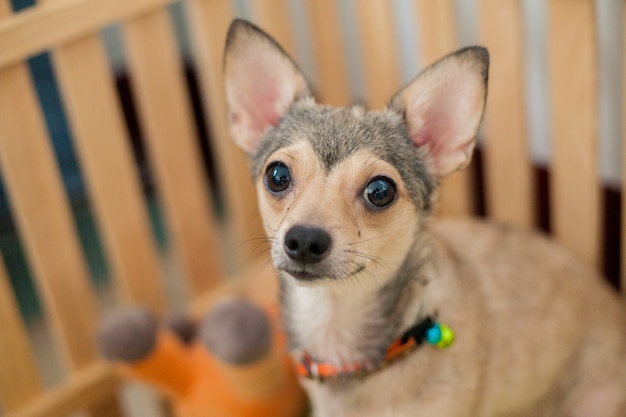 Il proprietario di attesa shivava del piccolo cane viene alla gabbia di legno nella casa, piccolo cucciolo di cane