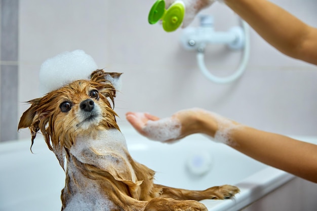 Il proprietario di uno Spitz tedesco versa lo shampoo per cani per fare il bagno al suo animale domestico in un bagno bianco