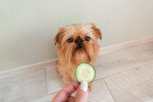 Il proprietario nutre il cane Griffon di Bruxelles con un cetriolo