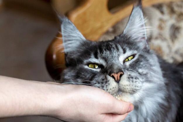 Il proprietario sta accarezzando un gatto Maine Coon Ritratto di un gatto Pet care Veterinary