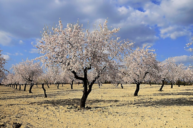 Il Prunus dulcis, il mandorlo, è un albero della famiglia delle Rosacee.