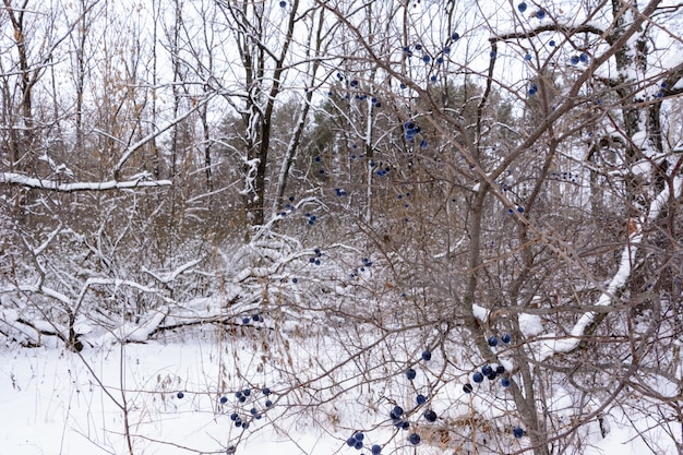 Il Prunus spinosa, chiamato prugnolo o prugnolo, è una specie di pianta da fiore della famiglia delle rosacee. Paesaggio invernale.