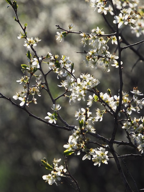 Il Prunus spinosa fiorisce all'alba