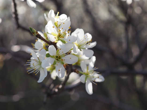 Il Prunus spinosa fiorisce all'alba