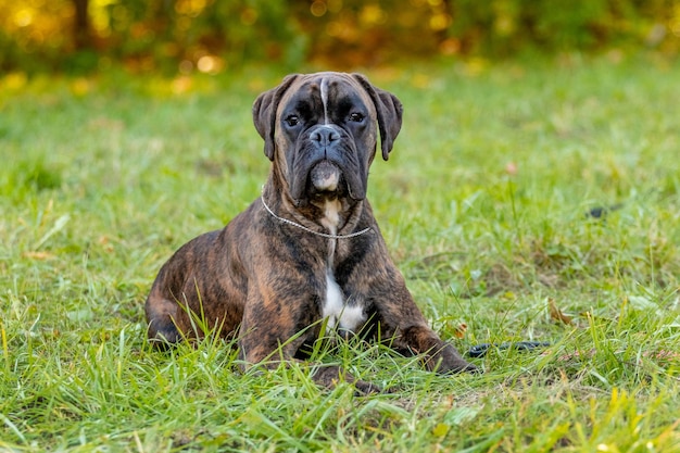 Il pugile tedesco della razza del cane grande si trova nel parco sull'erba