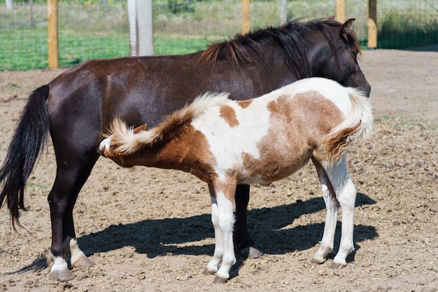 il puledro beve i cavalli le madri mungono animali famiglia