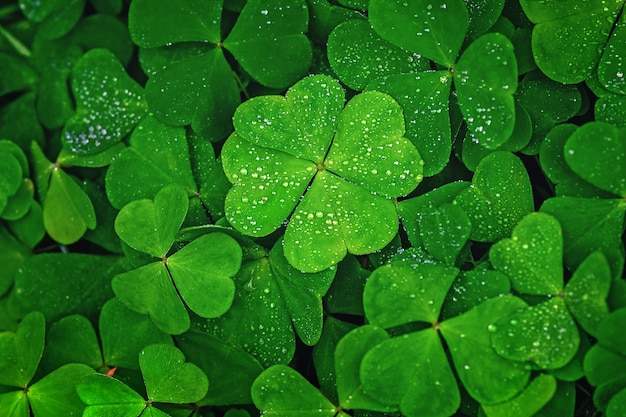 Il quadrifoglio si staglia sulle foglie verdi