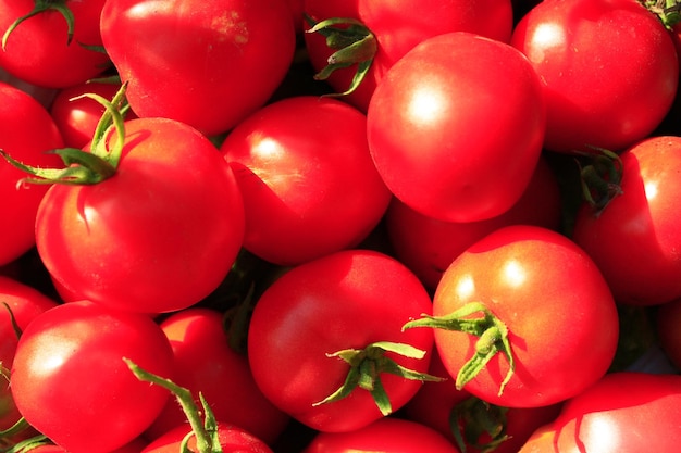 il raccolto di quest'anno di pomodori rossi maturi
