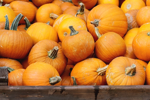 Il raccolto di zucca sul mercato