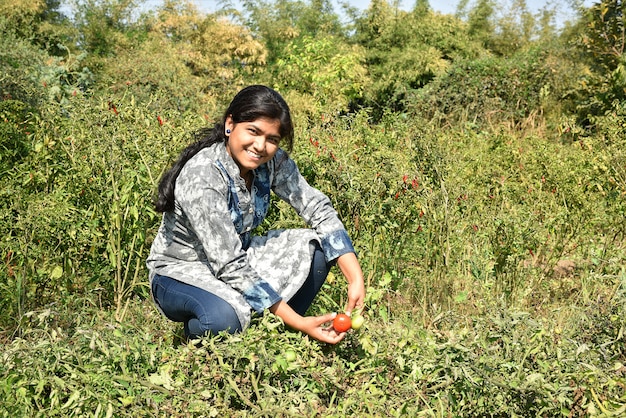 Il raccolto felice della giovane donna o esamina i pomodori freschi in azienda agricola o campo organica