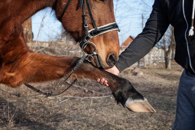 Il ragazzo comunica con il cavallo