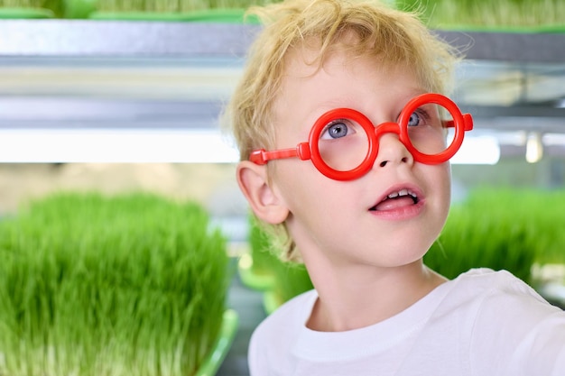 Il ragazzo con gli occhiali rossi guarda sullo sfondo di scaffali con grano verde