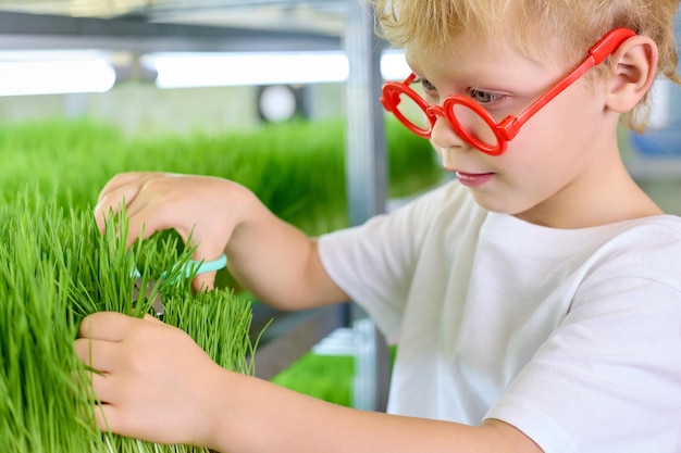 Il ragazzo dai capelli ricci divertente con gli occhiali rossi taglia i chicchi germogliati di grano verde con le forbici in una fattoria di microverde Concetto di nutrizione ecologica con verdure appena coltivate