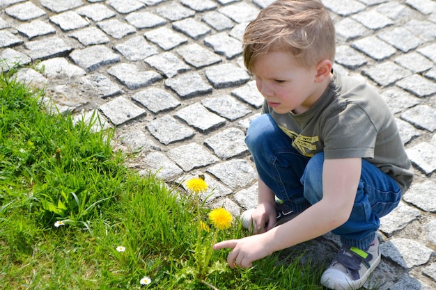 Il ragazzo felice raccoglie i denti di leone gialli. Il concetto di attività ricreative all'aperto durante l'infanzia