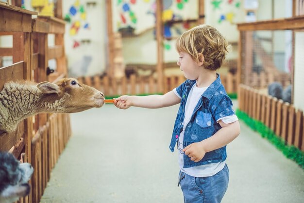 Il ragazzo gioca con l'agnello alla fattoria