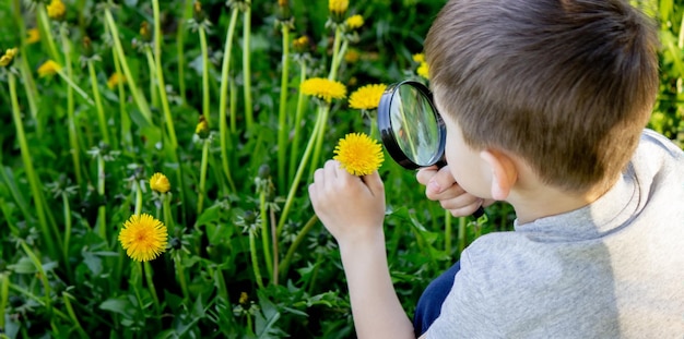 Il ragazzo guarda il fiore attraverso una lente d'ingrandimento