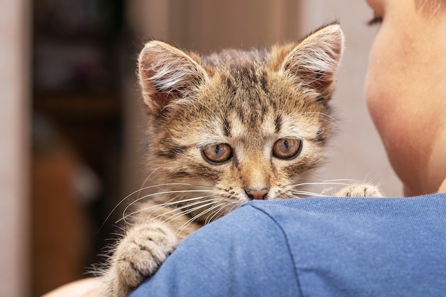 Il ragazzo tiene in mano un simpatico gattino a strisce Il ragazzo tiene in mano un simpatico gattino a strisce