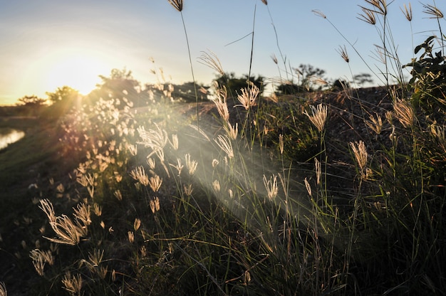 Il raggio di lustro del tramonto all&#39;erba di mattina