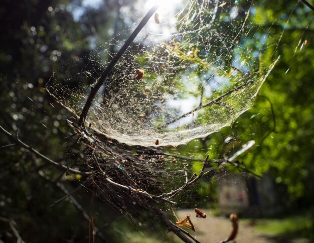 Il ragno caccia con la sua tela in una giornata di sole