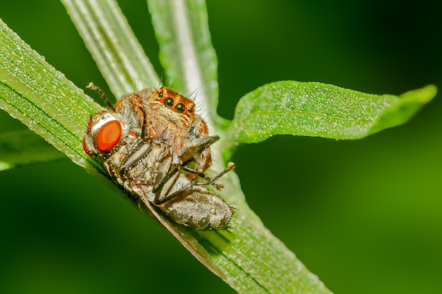 Il ragno di salto con la mosca uccide su un cespuglio