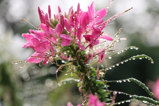 Il ragno fiorisce il colore rosa che fiorisce nella mattina della natura