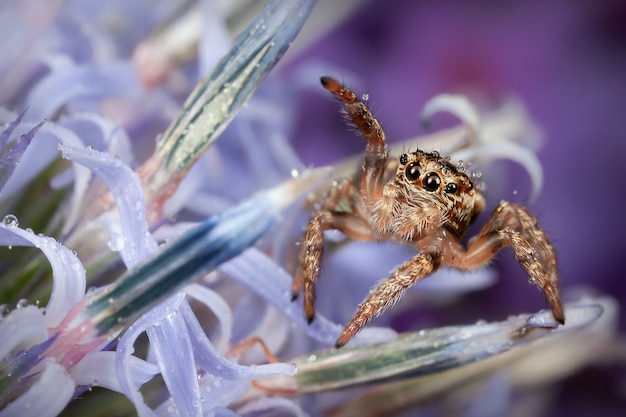 Il ragno saltatore ha provato a toccare il fiore di agrifoglio blu