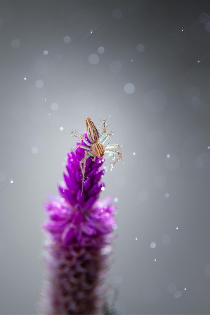 Il ragno saltatore sul fiore in primavera