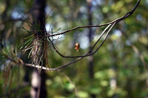 Il ragno si siede su un ramo nel bosco