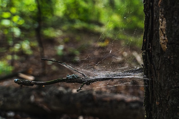 Il ragno tesse una tela una trappola per gli insetti Una rete nella foresta su un albero